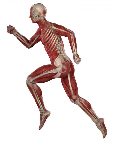 Chiropraticien Outremount